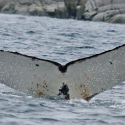 Fluke of HW-MN1302215