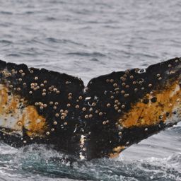 Fluke of HW-MN1302220
