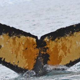 Fluke of HW-MN1302222