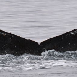 Fluke of HW-MN1302225