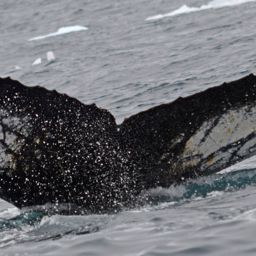 Fluke of HW-MN1302239