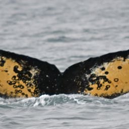 Fluke of HW-MN1302235