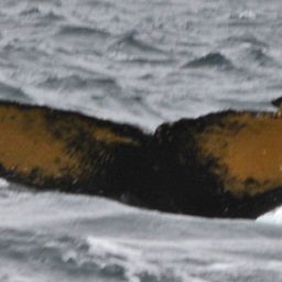 Fluke of HW-MN1302259