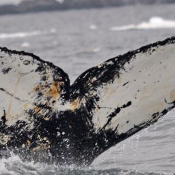 Fluke of HW-MN1302265