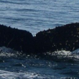 Fluke of AHWC-5851