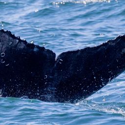 Fluke of CRC-16968