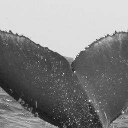 Fluke of CRC-12580