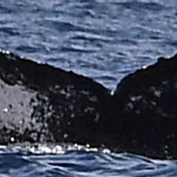 Fluke of OMMAG-Mn_381