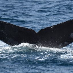 Fluke of CRC-10657