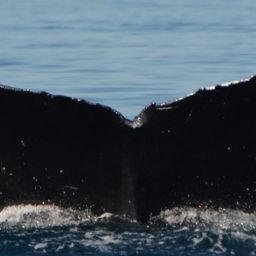 Fluke of CRC-10060