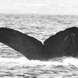 Fluke of BCX1075
