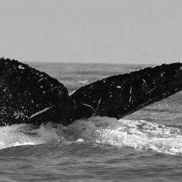 Fluke of CRC-20163