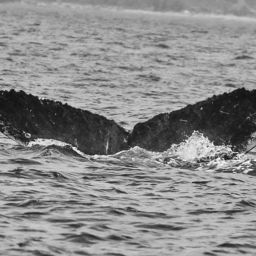 Fluke of FIBB-4BB583
