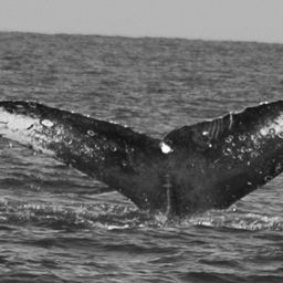 Fluke of FIBB-4BB570