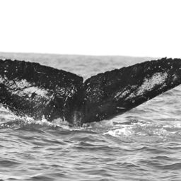 Fluke of FIBB-4BB473