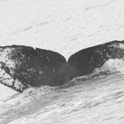 Fluke of CRC-19620