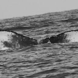 Fluke of BCY0750