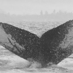 Fluke of CRC-20162