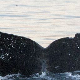 Fluke of Fish Bones