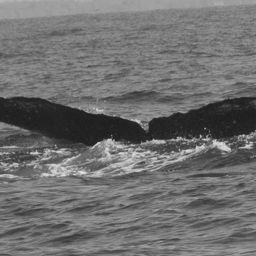 Fluke of CRC-11621