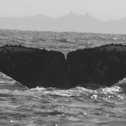 Fluke of FIBB-4BB504