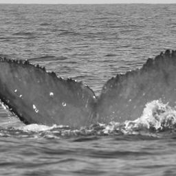 Fluke of CRC-22139
