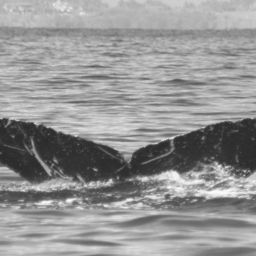 Fluke of BCX1620