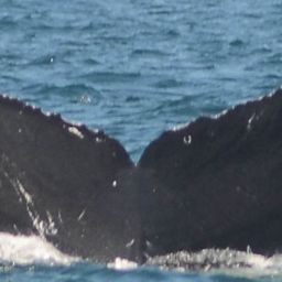 Fluke of CRC-10851