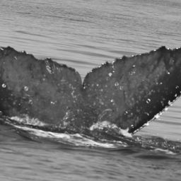 Fluke of CRC-21196