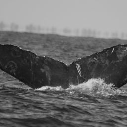 Fluke of CRC-30051