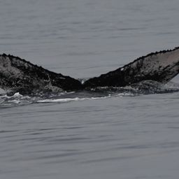 Fluke of HW-MN0441433