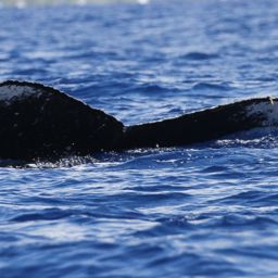 Fluke of HW-MN0441457