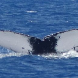 Fluke of HW-MN0441472