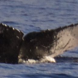 Fluke of HW-MN0441455
