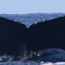 Fluke of HW-MN0441430