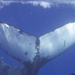 Fluke of HW-MN0441426