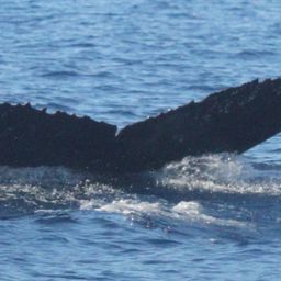 Fluke of HW-MN0441470