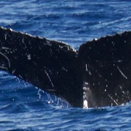 Fluke of HW-MN0441453