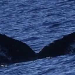 Fluke of HW-MN0441425