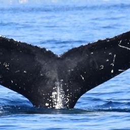 Fluke of HW-MN0441476