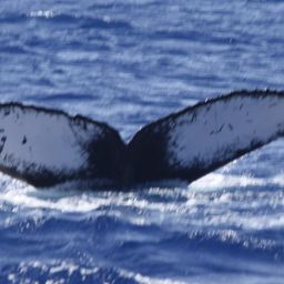 Fluke of CRC-19206