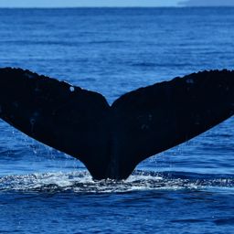 Fluke of SEAK-5151