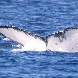 Fluke of HW-MN0441423