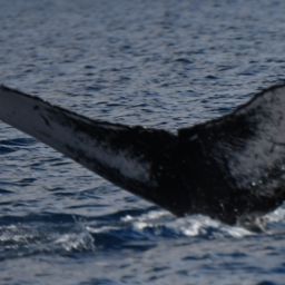 Fluke of HW-MN0441435