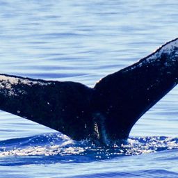 Fluke of HW-MN0441458