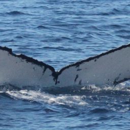 Fluke of BCZ0257