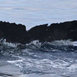 Fluke of HW-MN0441618