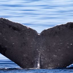 Fluke of HW-MN0441558