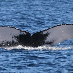 Fluke of BCZ0355