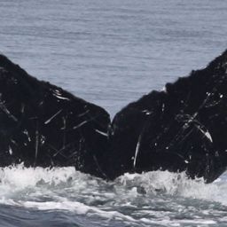 Fluke of CRC-11710